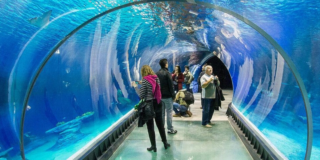 Afrykarium, podwodny tunel, Wycieczka szkolna