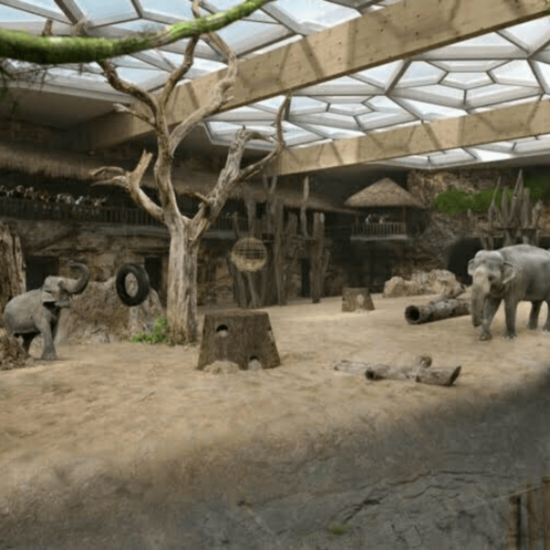 Wybieg dla słoni w Łódzkim zoo